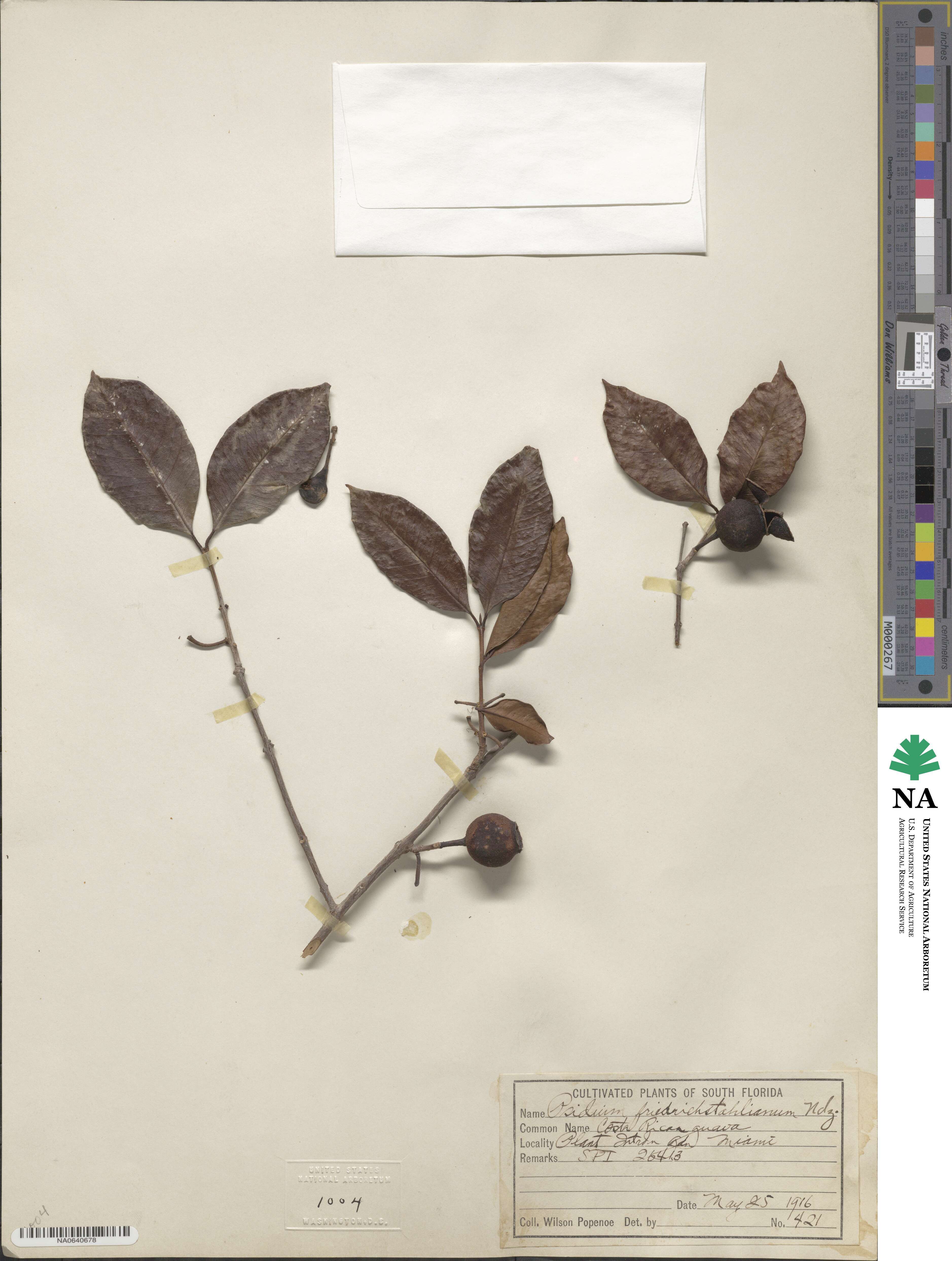 Psidium friedrichsthalianum image