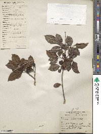Psidium friedrichsthalianum image