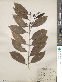 Psidium friedrichsthalianum image