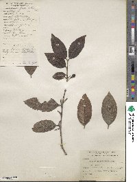 Psidium friedrichsthalianum image