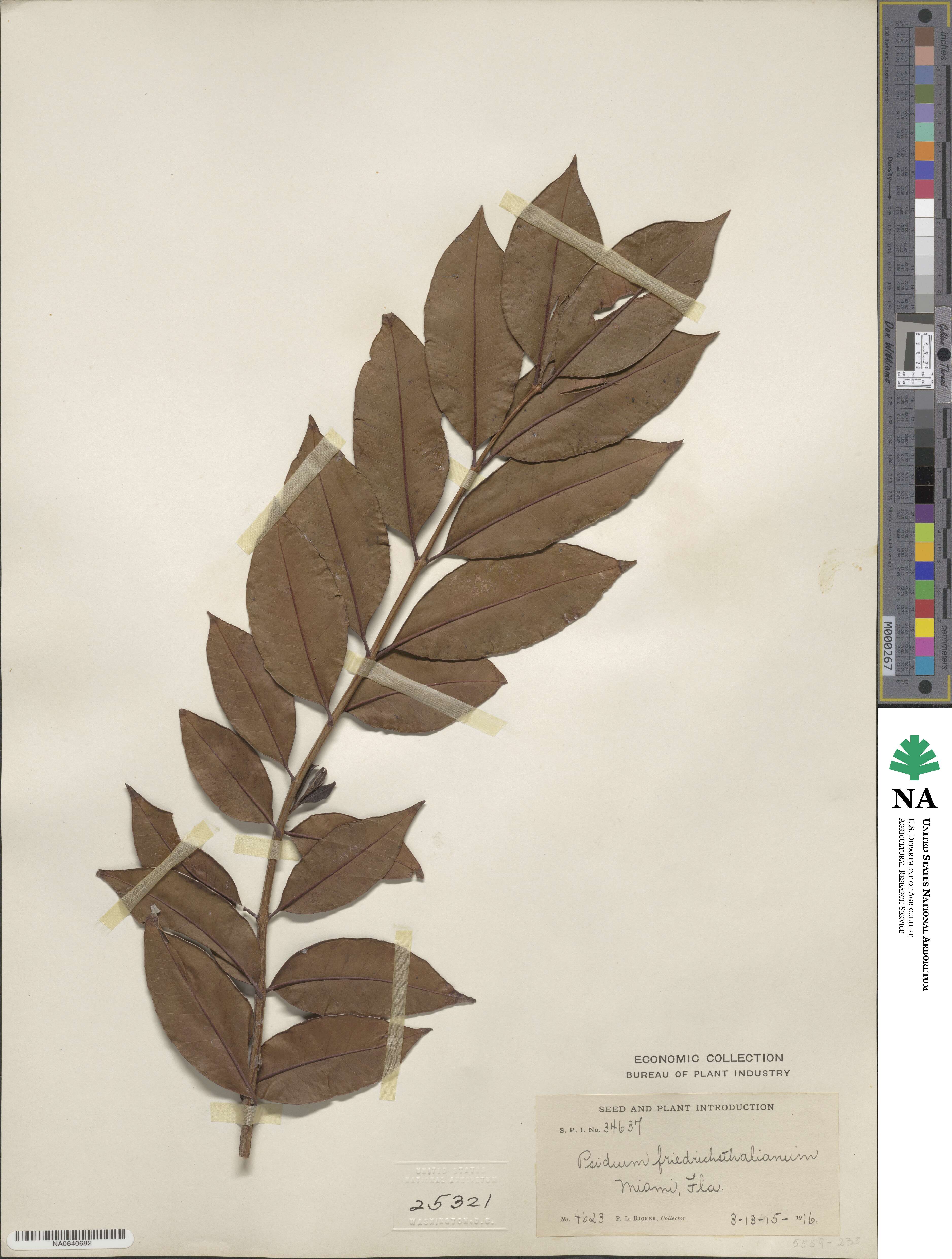 Psidium friedrichsthalianum image