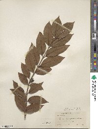 Psidium friedrichsthalianum image