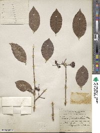 Psidium friedrichsthalianum image