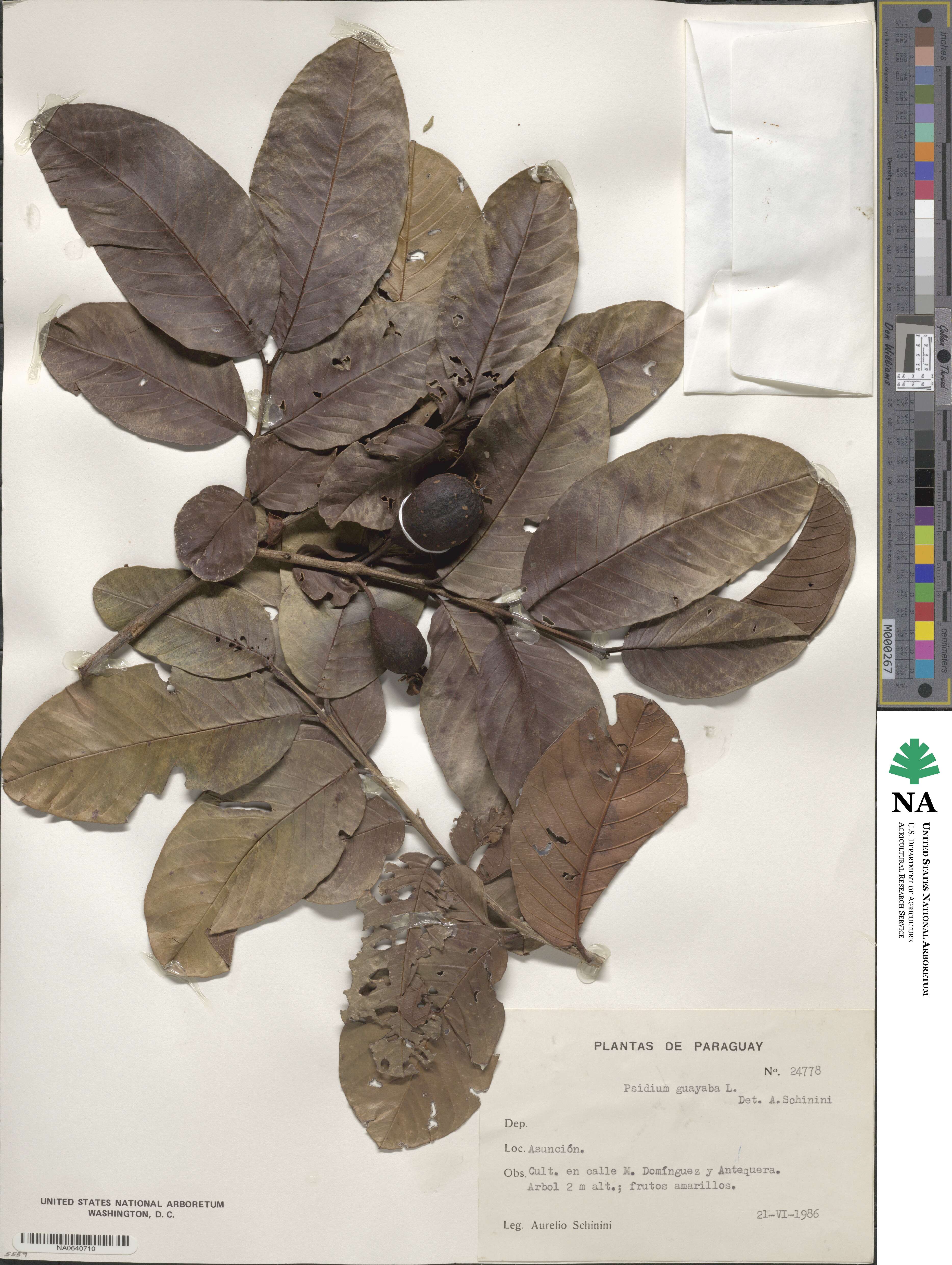 Psidium guajava image