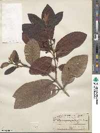 Psidium guineense image