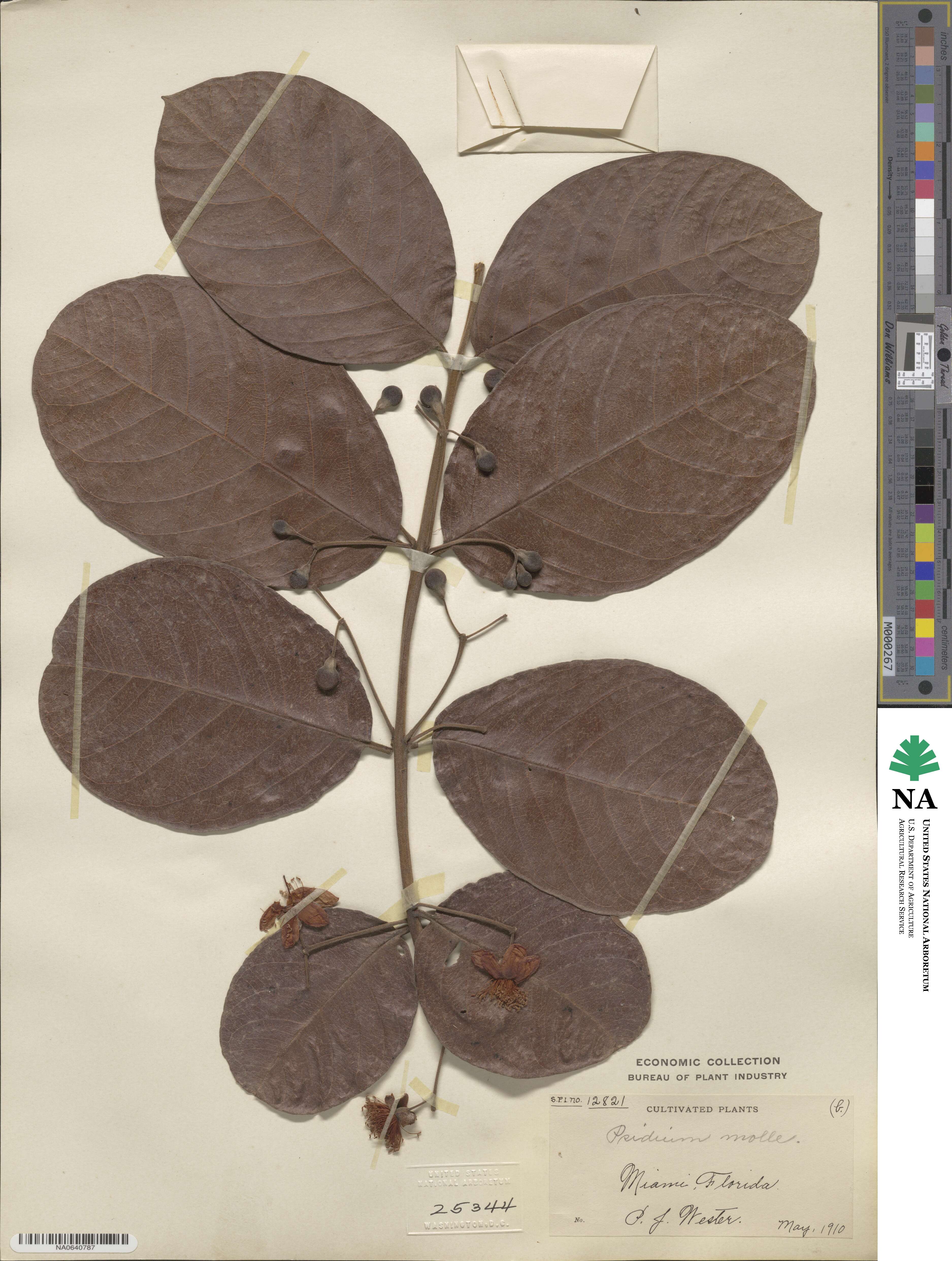Psidium guineense image