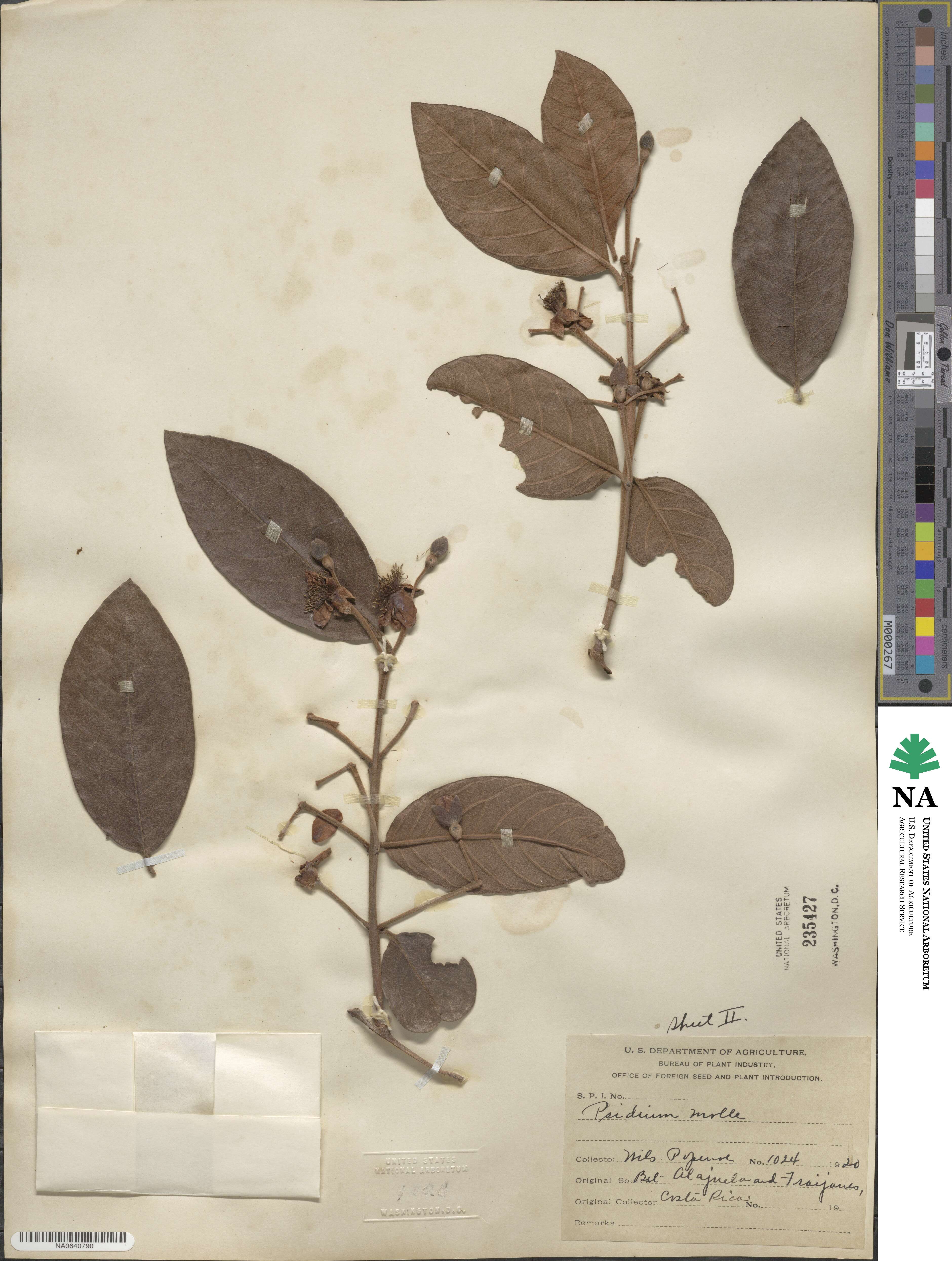 Psidium guineense image