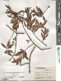 Myrrhinium atropurpureum image