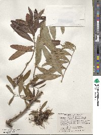 Myrrhinium atropurpureum var. octandrum image