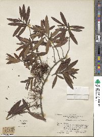 Myrrhinium atropurpureum var. octandrum image