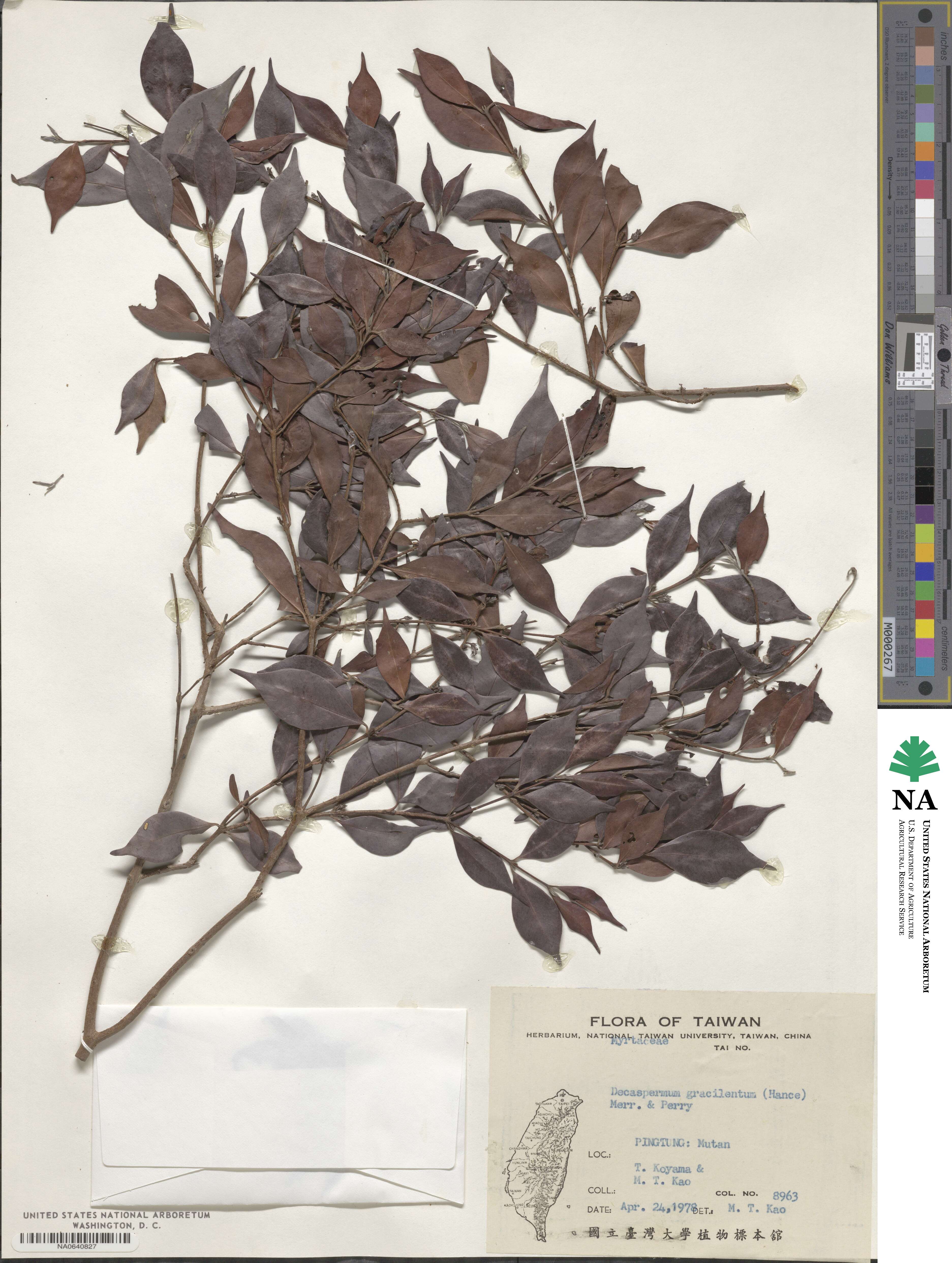 Decaspermum gracilentum image