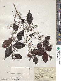 Decaspermum parviflorum subsp. parviflorum image