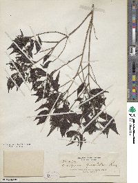 Decaspermum parviflorum subsp. parviflorum image