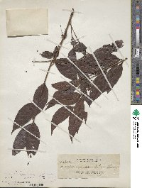 Decaspermum parviflorum subsp. parviflorum image