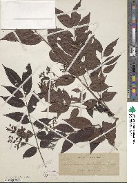 Decaspermum parviflorum subsp. parviflorum image