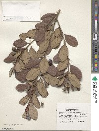 Rhodomyrtus tomentosa image