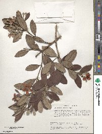 Rhodomyrtus tomentosa image