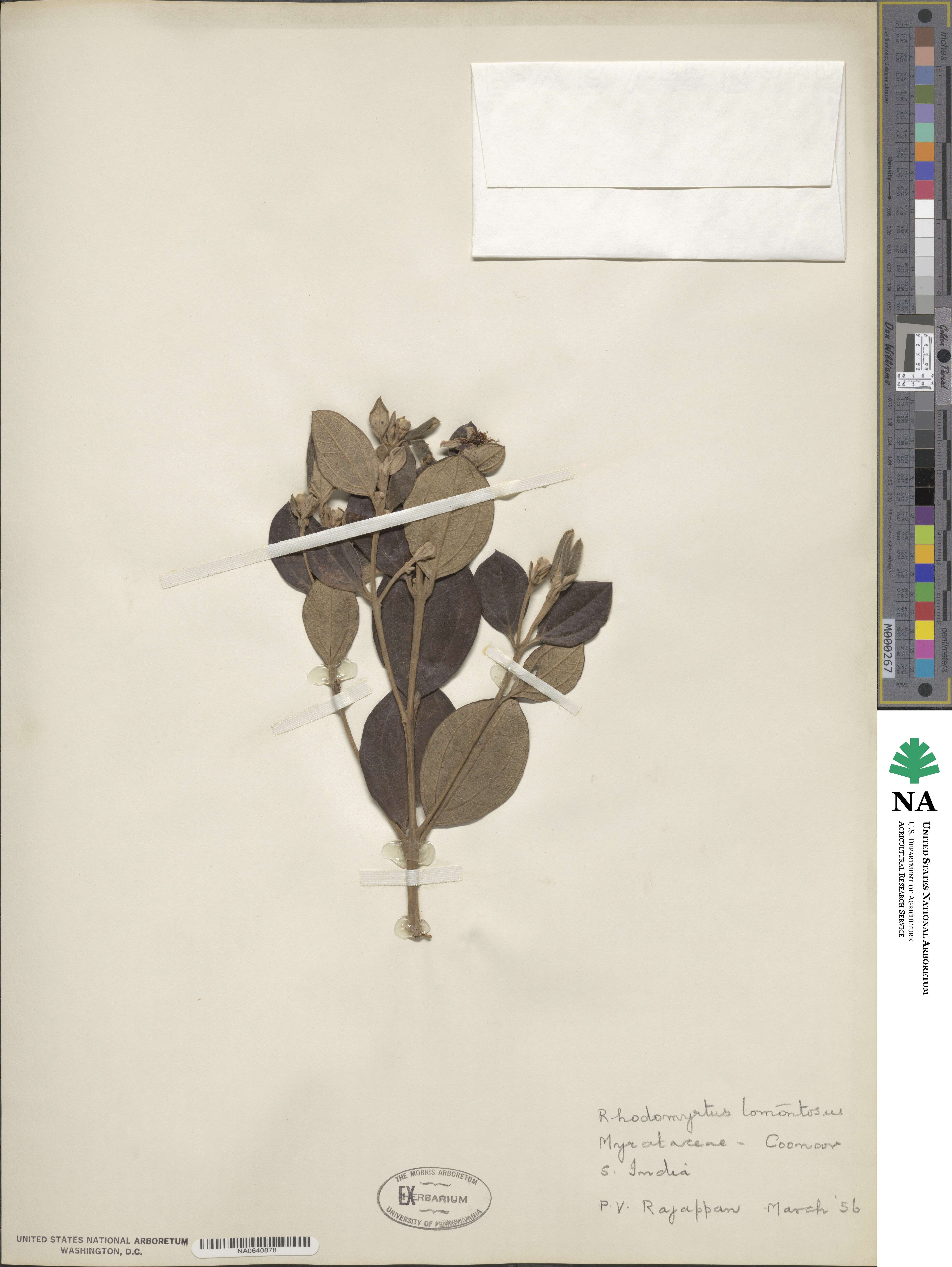 Rhodomyrtus tomentosa image