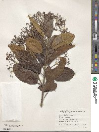 Pimenta dioica image