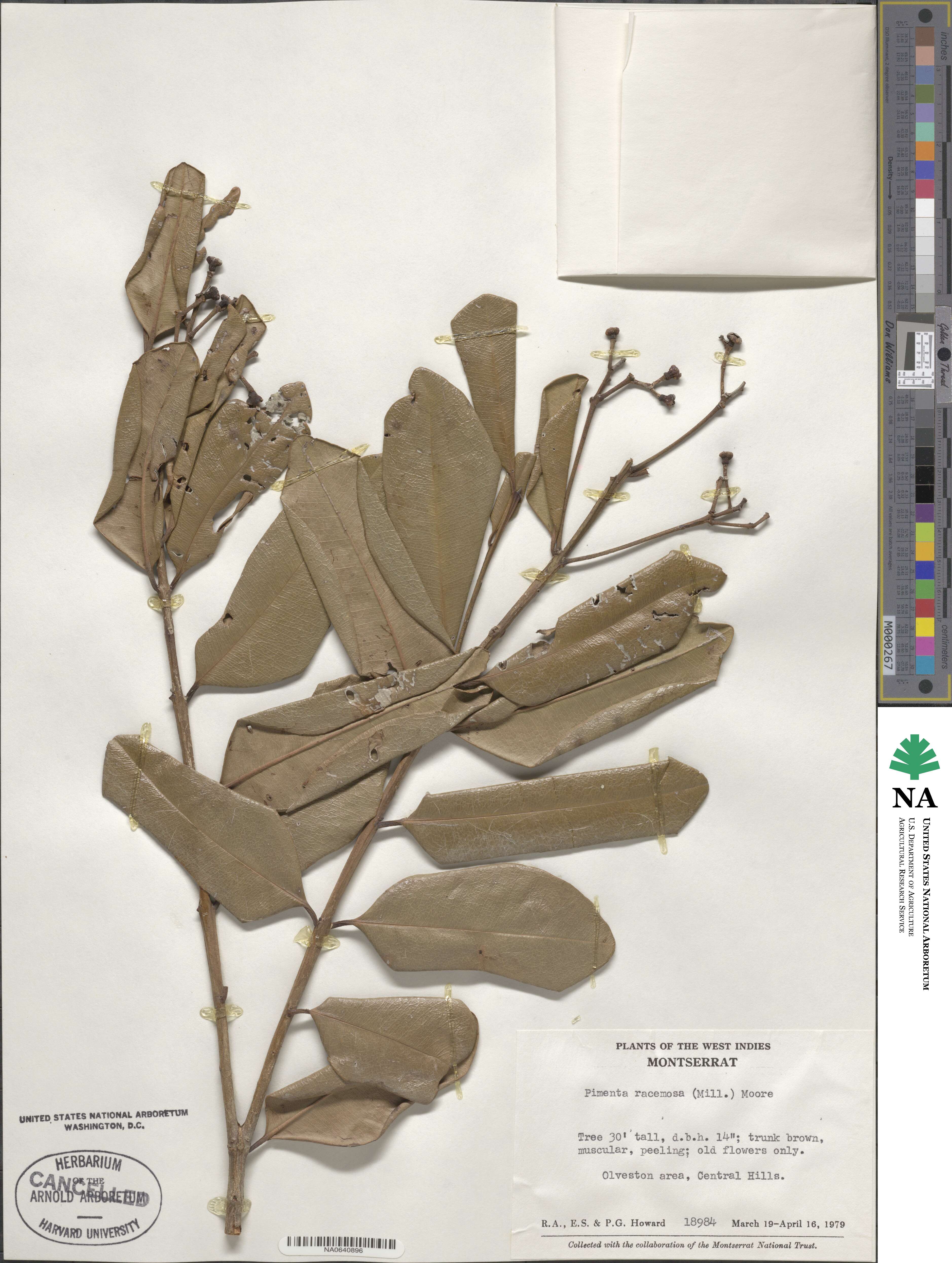 Pimenta racemosa image