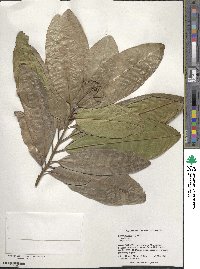 Pimenta dioica image