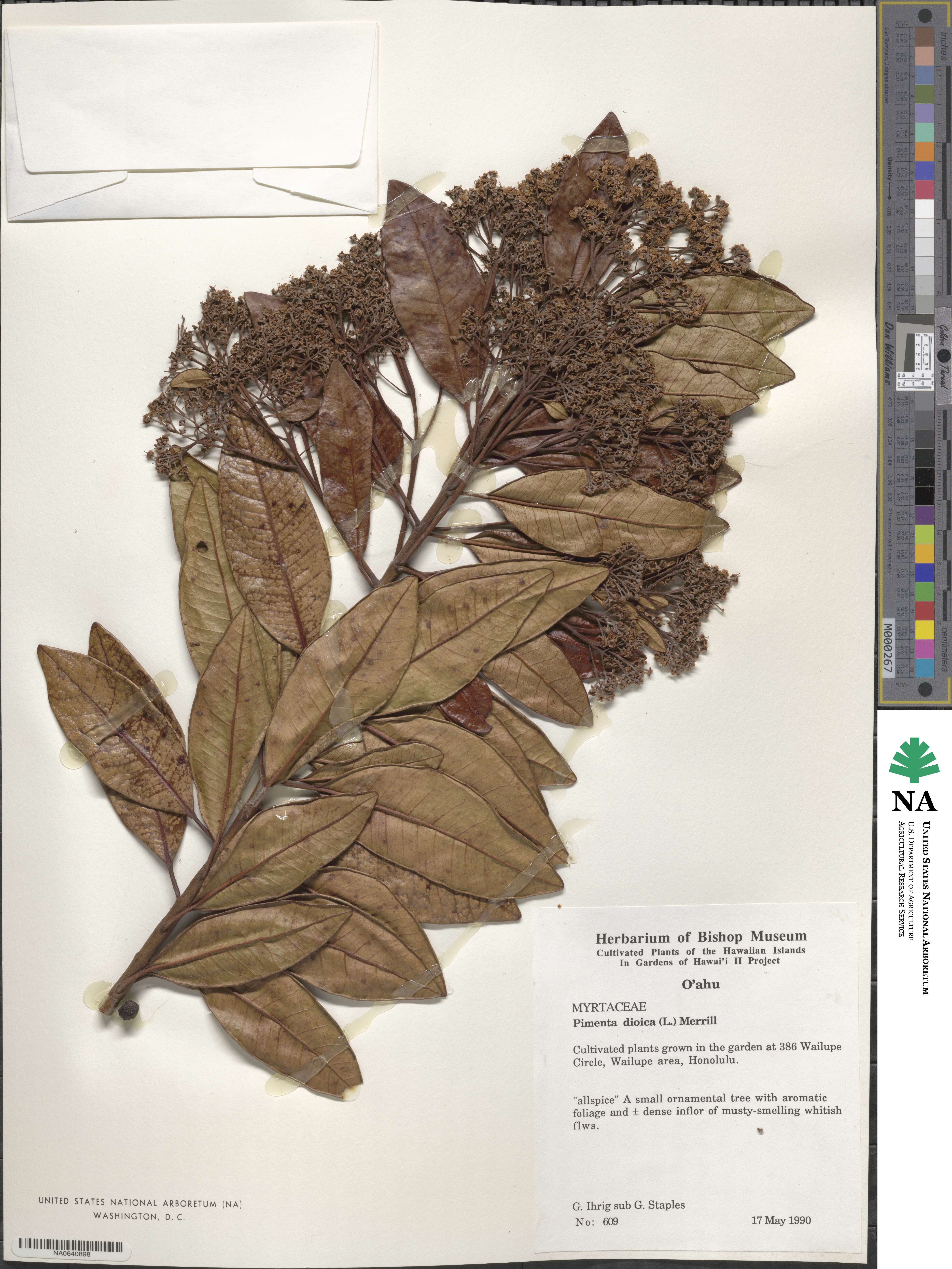 Pimenta dioica image