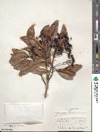 Pimenta dioica image