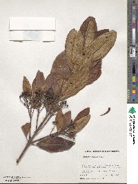 Pimenta dioica image