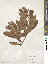 Pimenta racemosa image
