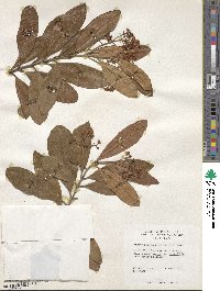 Pimenta racemosa image