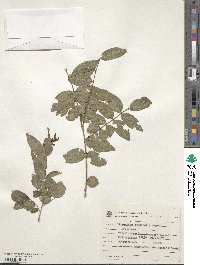 Image of Neomitranthes cordifolia