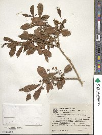 Campomanesia adamantium image