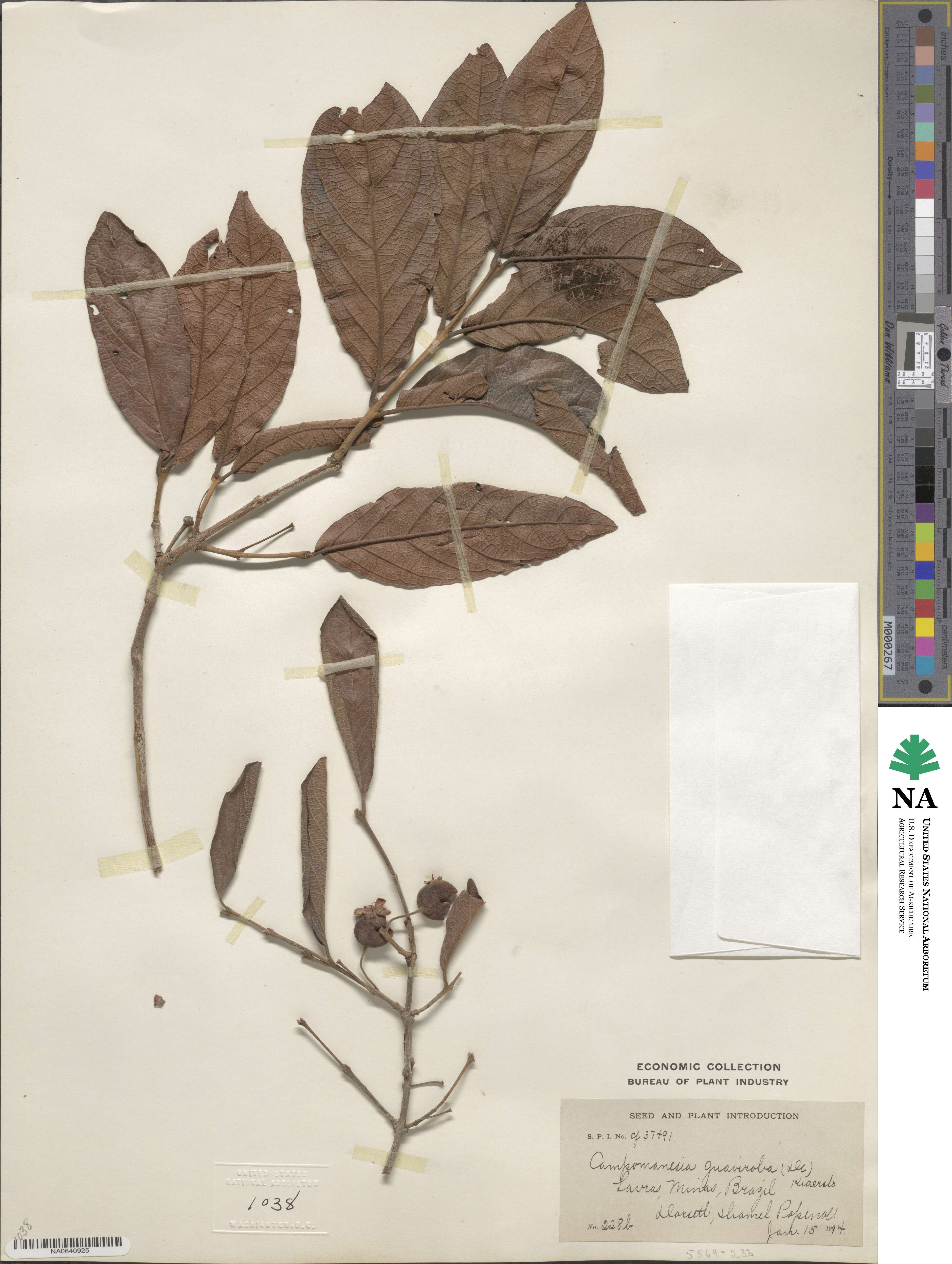 Campomanesia guaviroba image