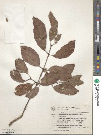 Image of Campomanesia xanthocarpa