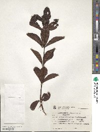 Image of Campomanesia pubescens