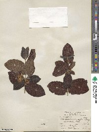 Campomanesia fenzliana image