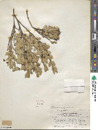 Luma apiculata image