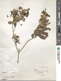 Image of Myrceugenia bridgesii