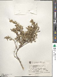 Myrceugenia euosma image