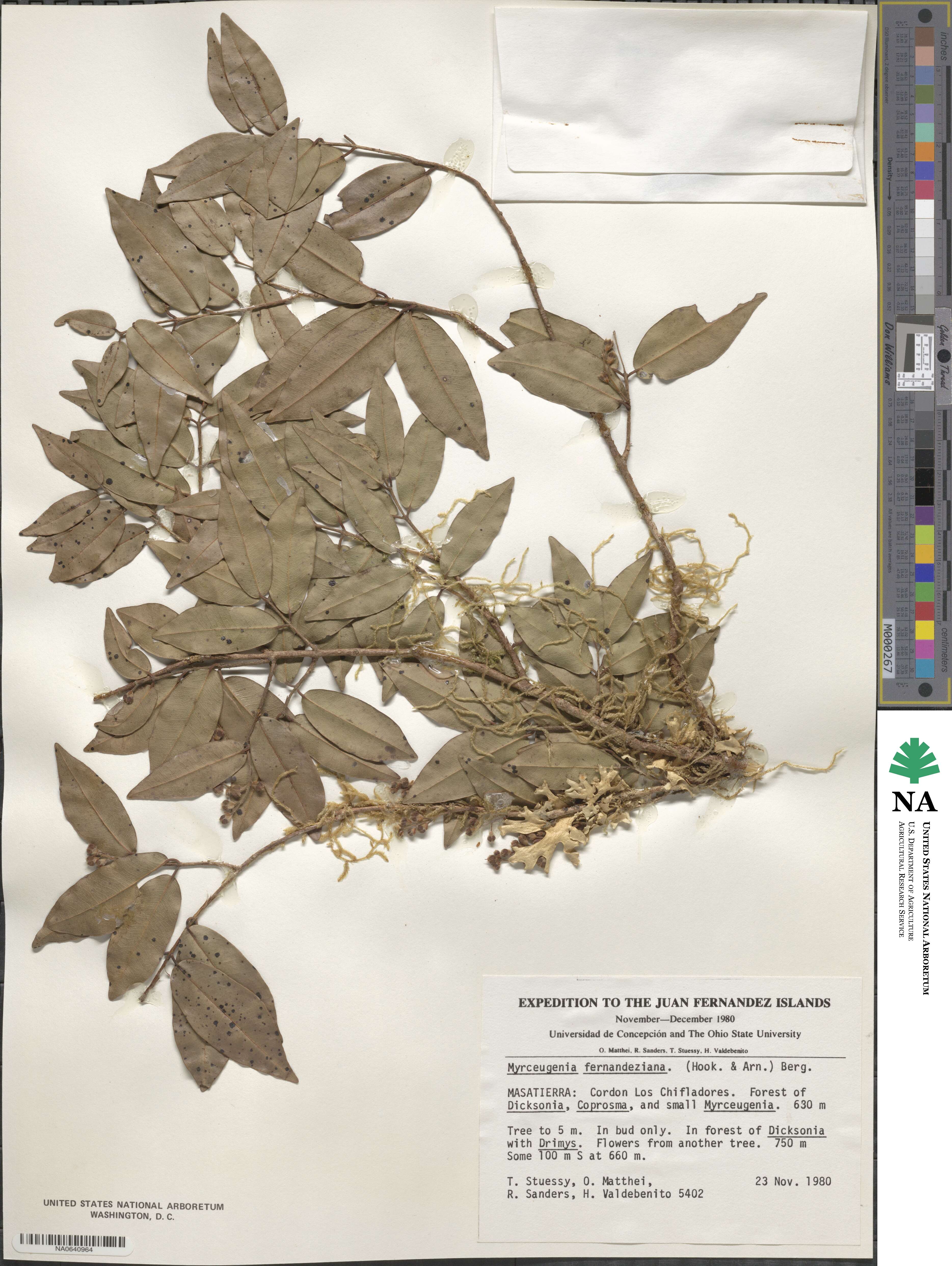 Nothomyrcia fernandeziana image
