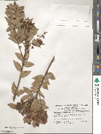 Nothomyrcia fernandeziana image