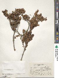 Myrceugenia ovata image