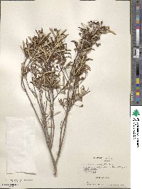 Myrceugenia lanceolata image