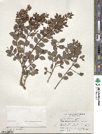 Luma apiculata image