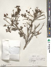 Luma apiculata image