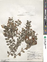 Luma apiculata image