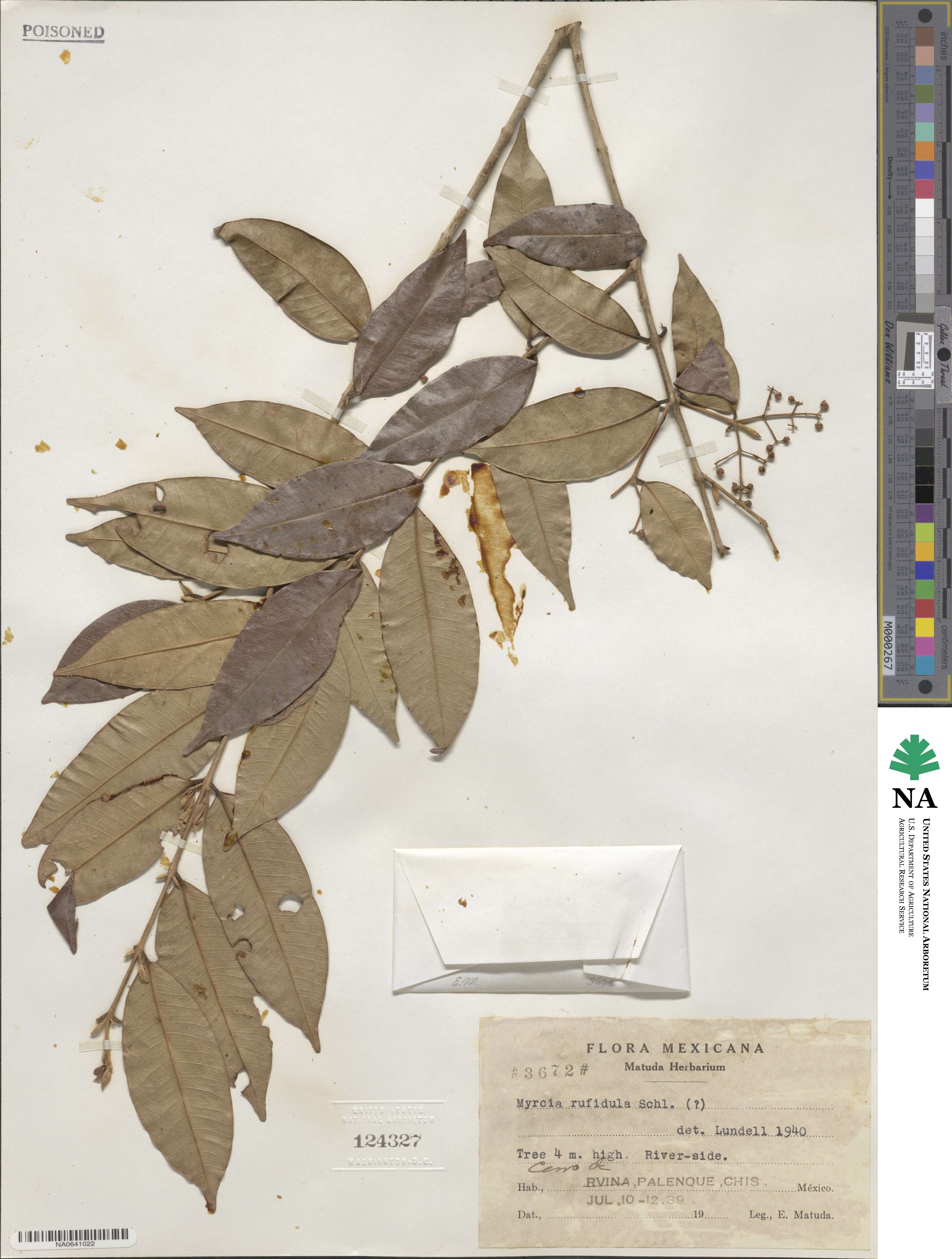 Myrcia splendens image