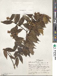 Myrcia bracteata image