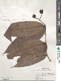 Image of Myrcia crassimarginata