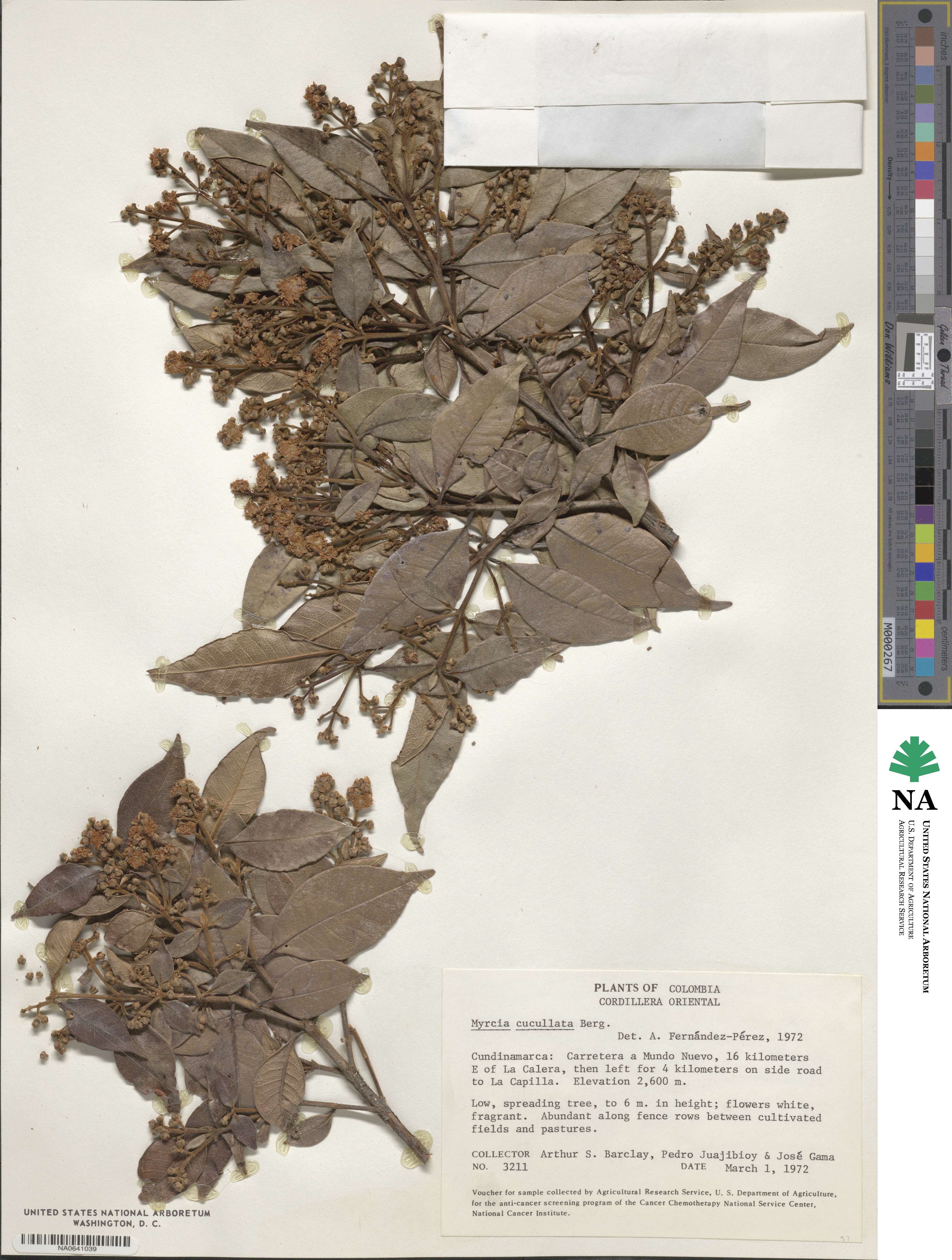 Myrcia cucullata image